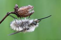 Grosser Wollschweber